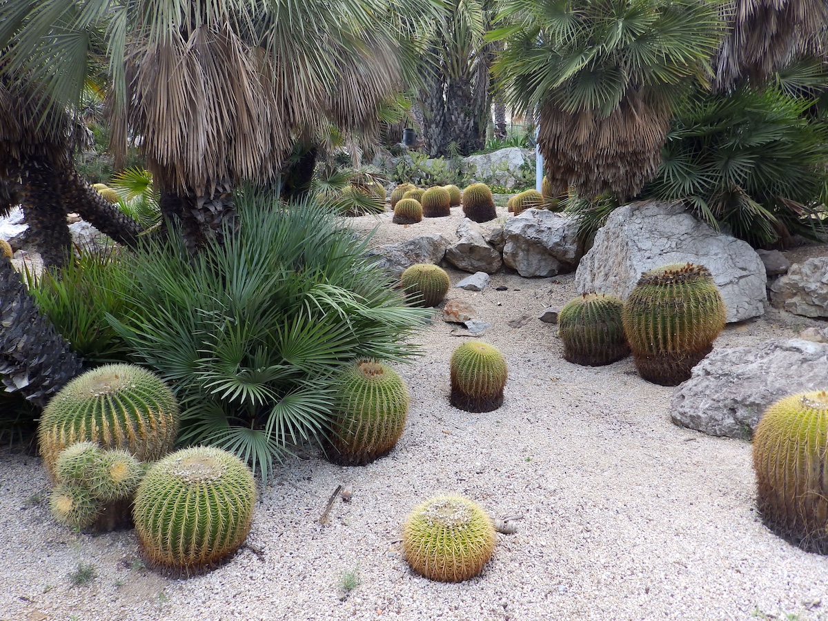 cacti in Jardins de Mossèn Costa Llobera